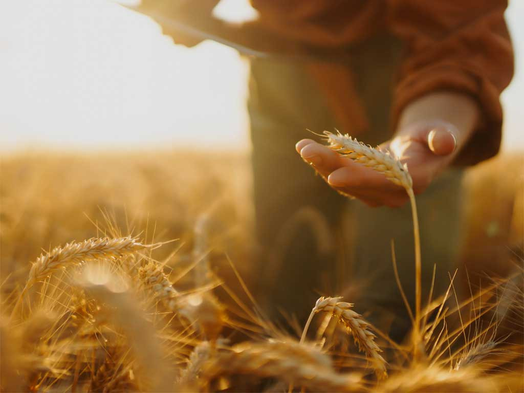 Culinária das 5 Transformações e História da Macrobiótica
